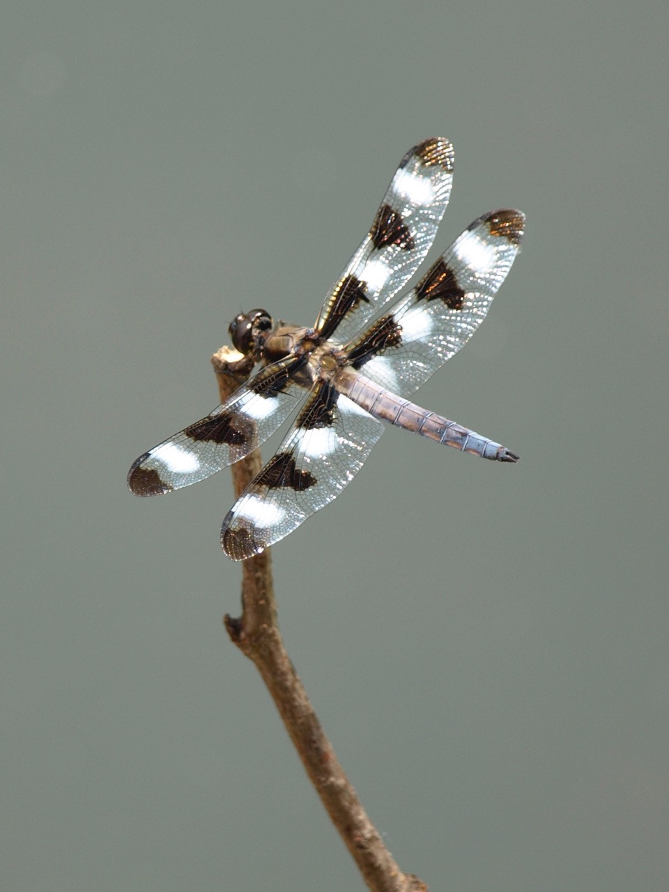 Olympus Zuiko Digital ED 40-150mm F4.0-5.6 sample photo. Dragonfly photography