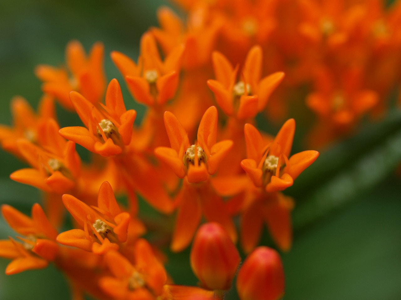 Olympus E-510 (EVOLT E-510) + Olympus Zuiko Digital 35mm F3.5 Macro sample photo. Orange flowers photography