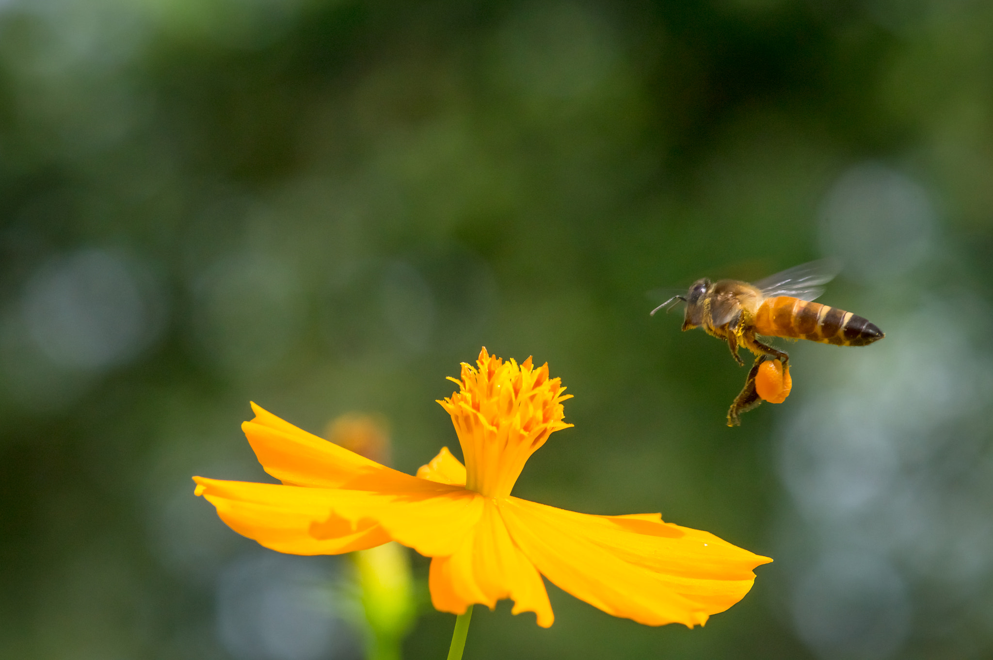 Sony SLT-A55 (SLT-A55V) + Sony 100mm F2.8 Macro sample photo. Bee in flower bee amazing,honeybee pollinated of yellow flower photography