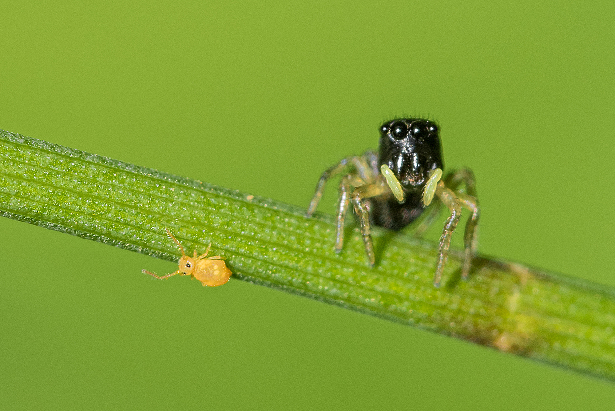 Nikon D810 + Nikon AF Micro-Nikkor 200mm F4D ED-IF sample photo. My meal !?! photography
