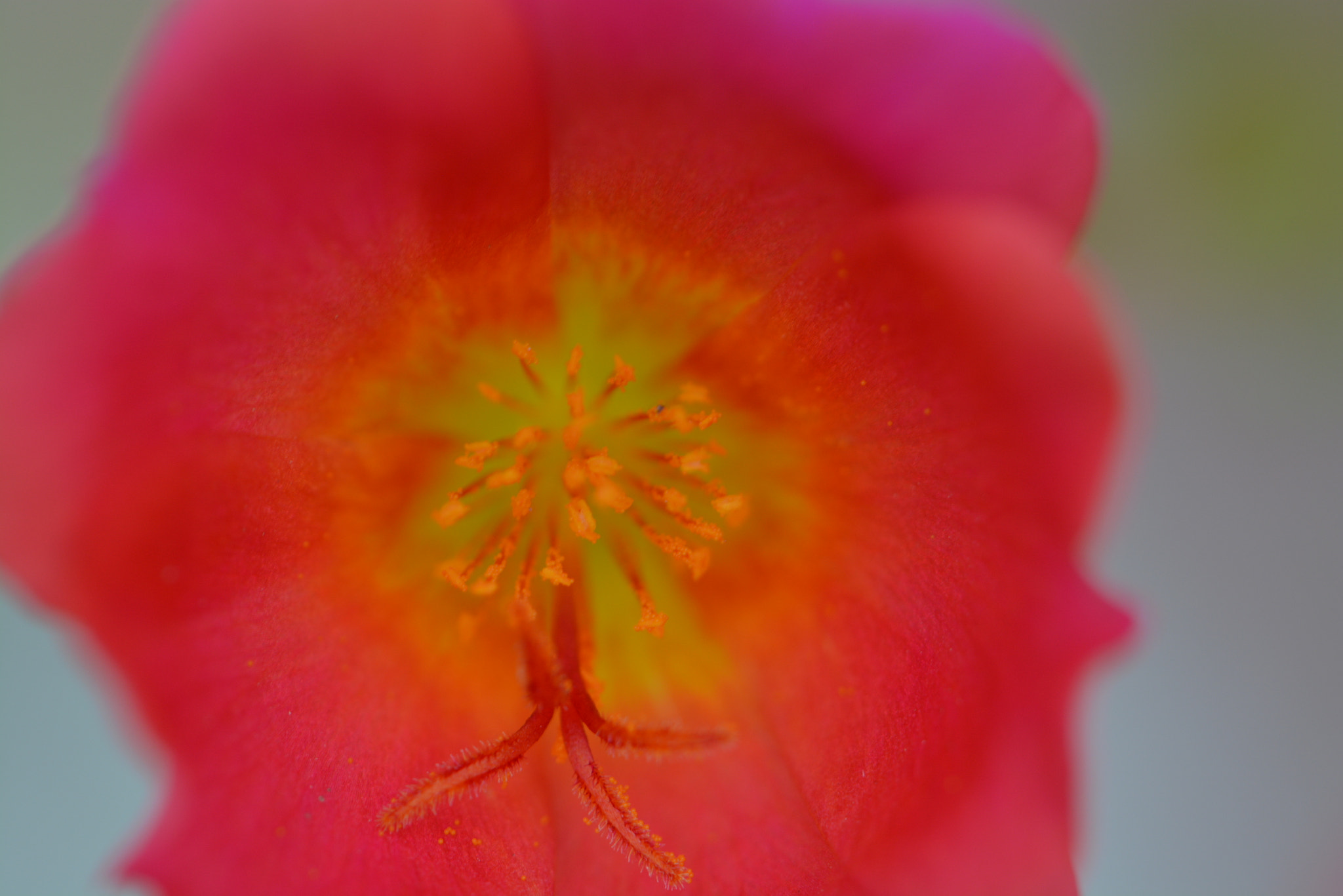 Nikon AF-S DX Micro-Nikkor 85mm F3.5G ED VR sample photo. Getting close to the centre of the flower photography