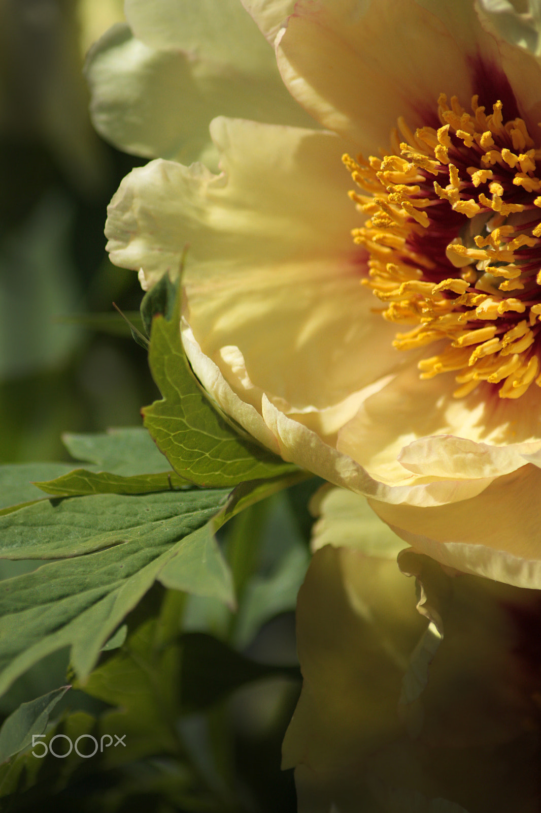 Canon EOS 450D (EOS Rebel XSi / EOS Kiss X2) sample photo. Yellow peony close up photography