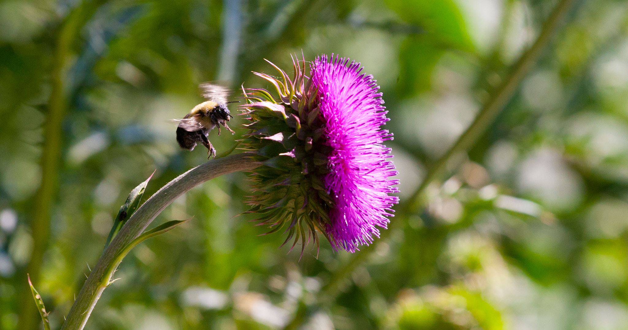 Canon EOS-1D Mark III sample photo. Busy bee photography