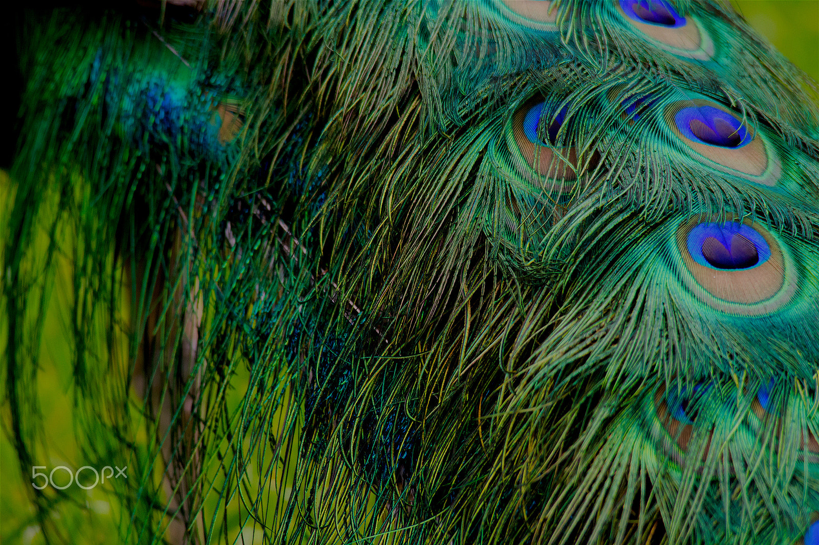 Sigma 150-500mm F5-6.3 DG OS HSM sample photo. Peacock - all my gems photography