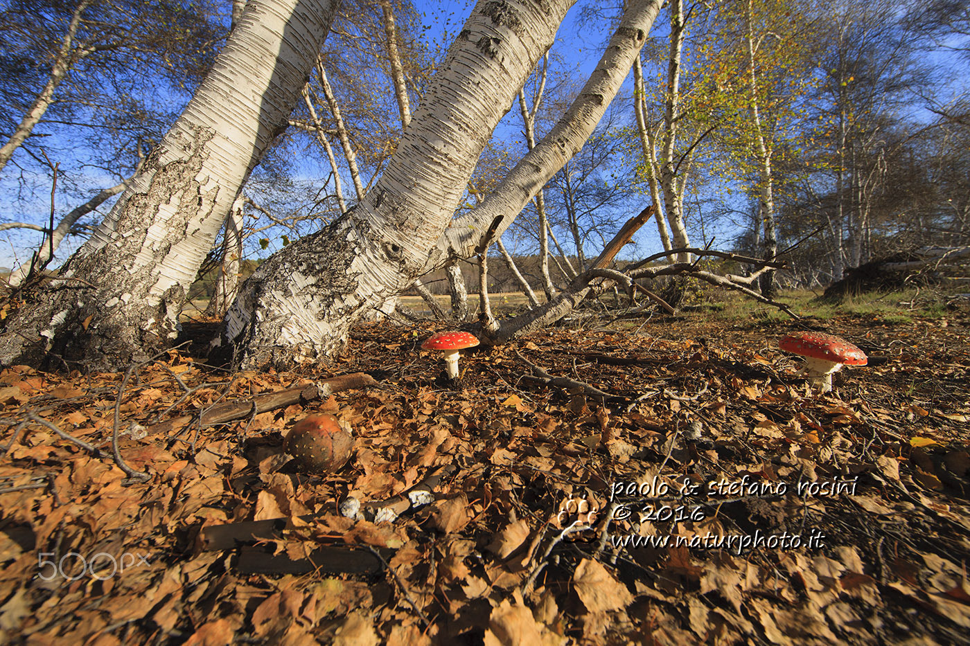 Canon EF 14mm F2.8L II USM sample photo. Caldara di manziana - il bosco di betulle photography