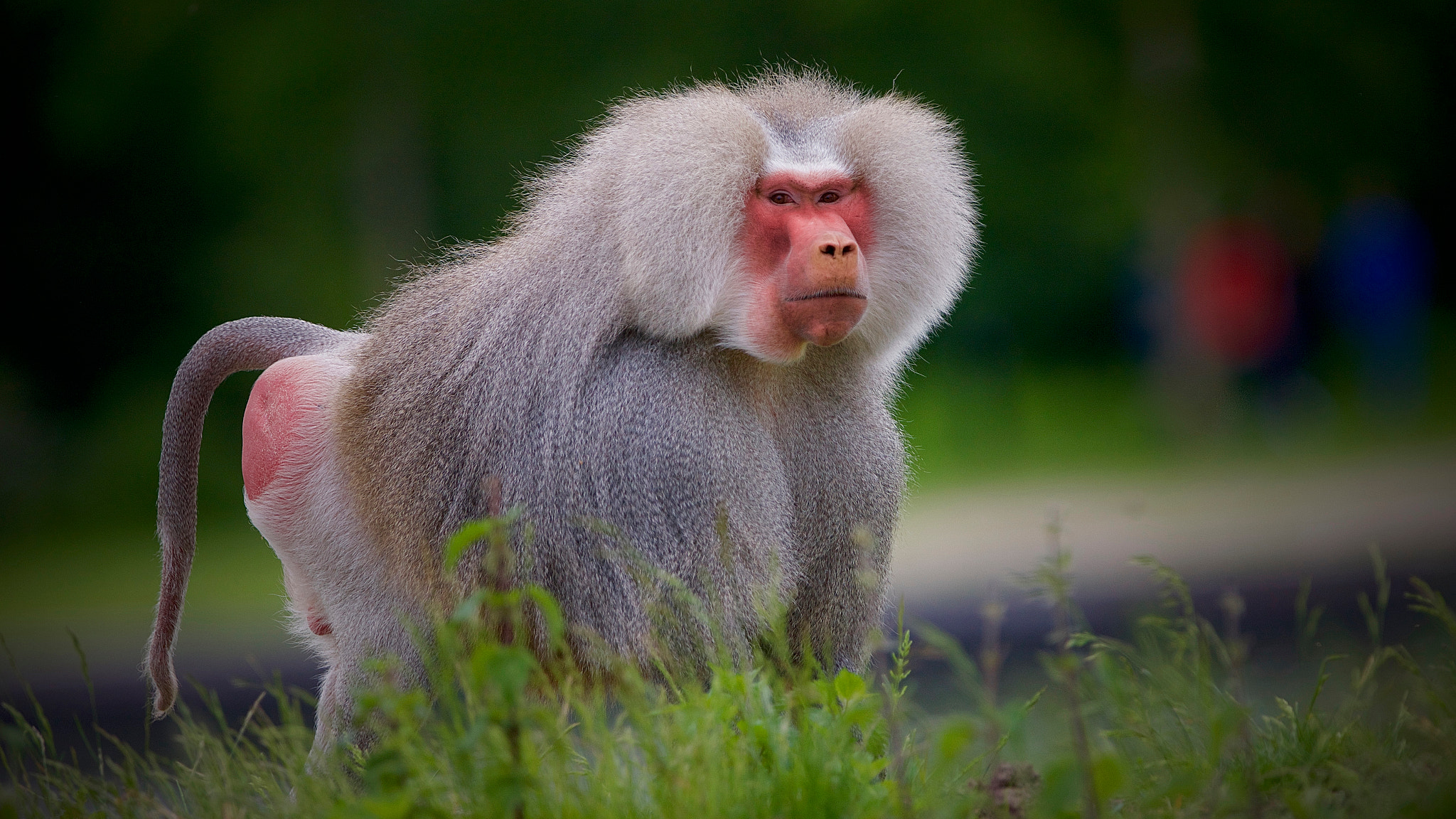 Canon EF 300mm F2.8L IS USM sample photo. Stichting aap. photography