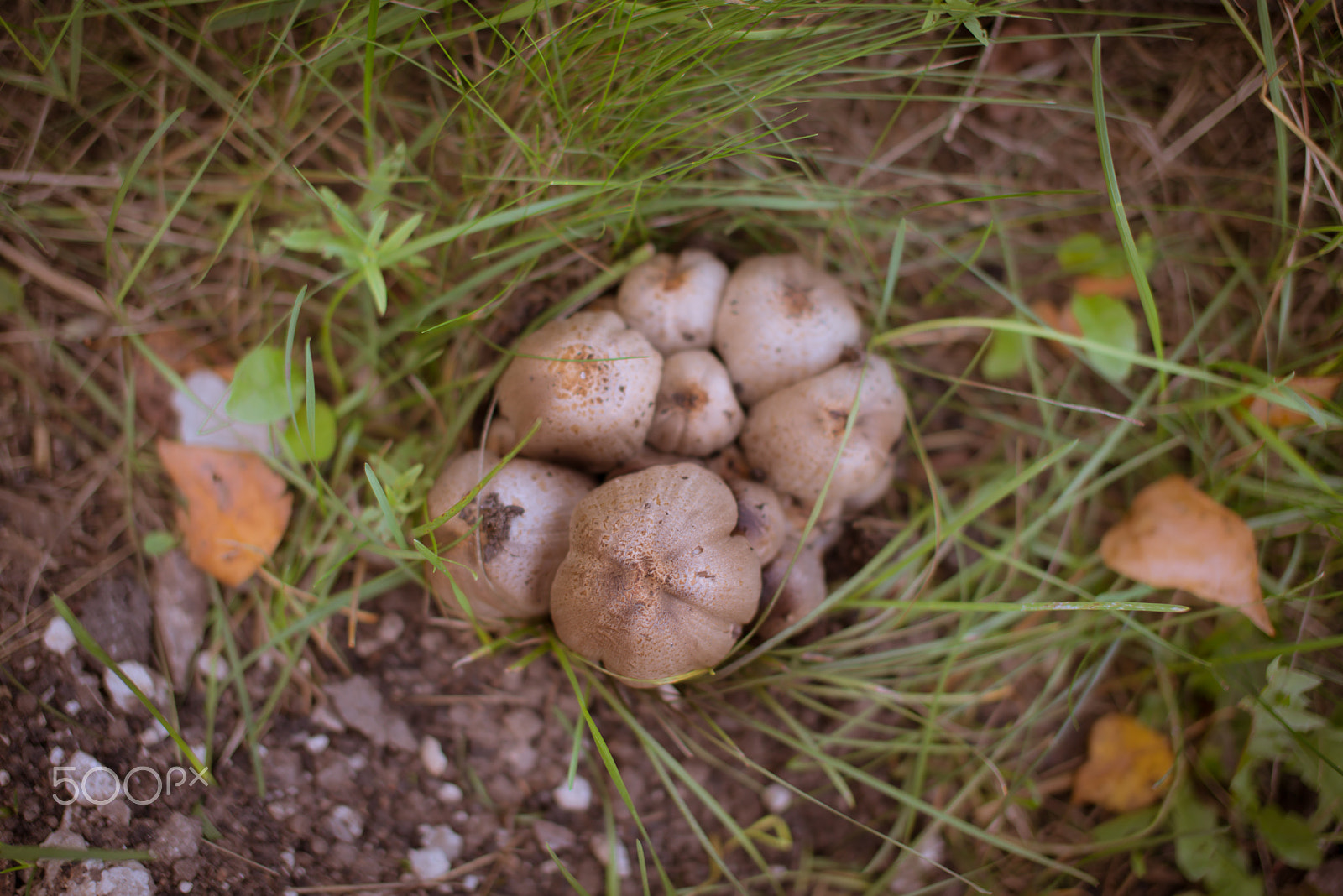Nikon D610 + Sigma 50mm F1.4 EX DG HSM sample photo. There are mushrooms in my town photography