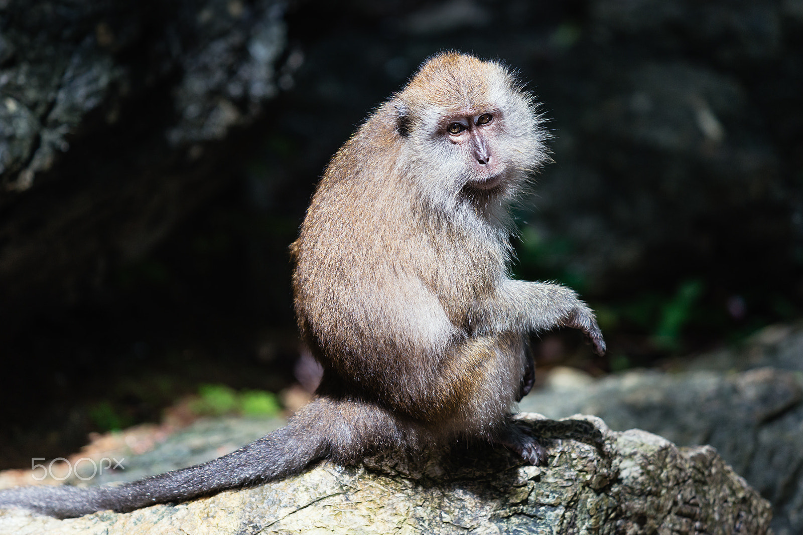 Sony a99 II + Minolta/Sony AF 70-200mm F2.8 G sample photo. A monkey photography