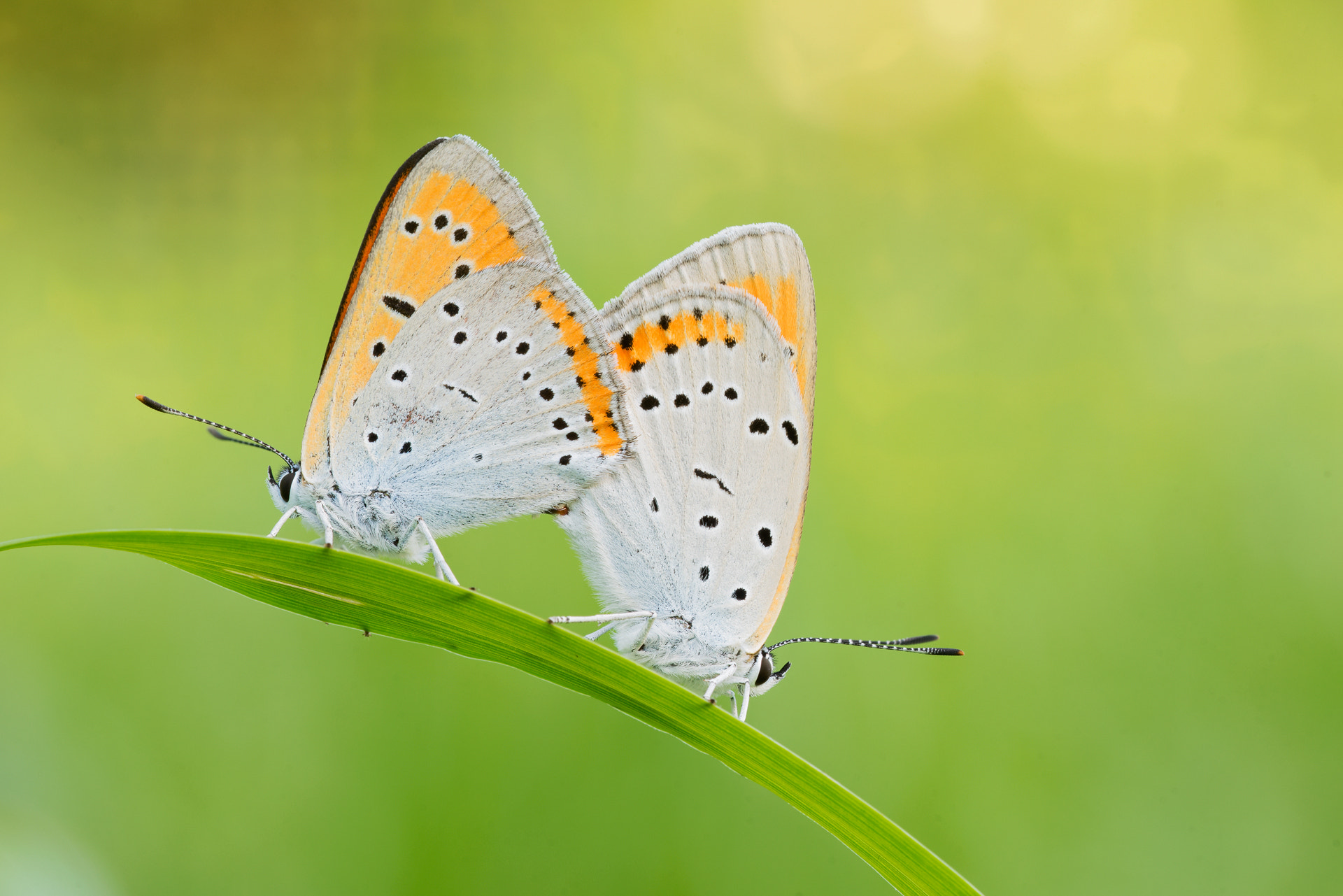 Sigma 150mm f/2.8 EX DG OS HSM APO Macro sample photo. Lycaena dispar photography