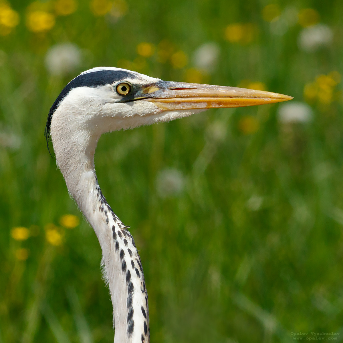 Canon EOS 7D Mark II + Canon EF 400mm F5.6L USM sample photo. Head of grey heron photography