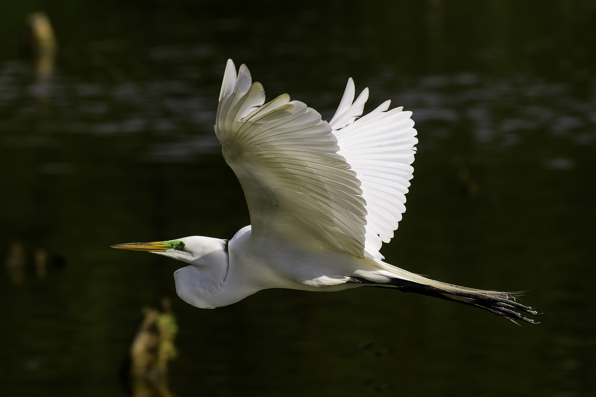 Nikon Nikkor AF-S 300mm F4E PF ED VR sample photo. Great egret in flight over woody pond photography