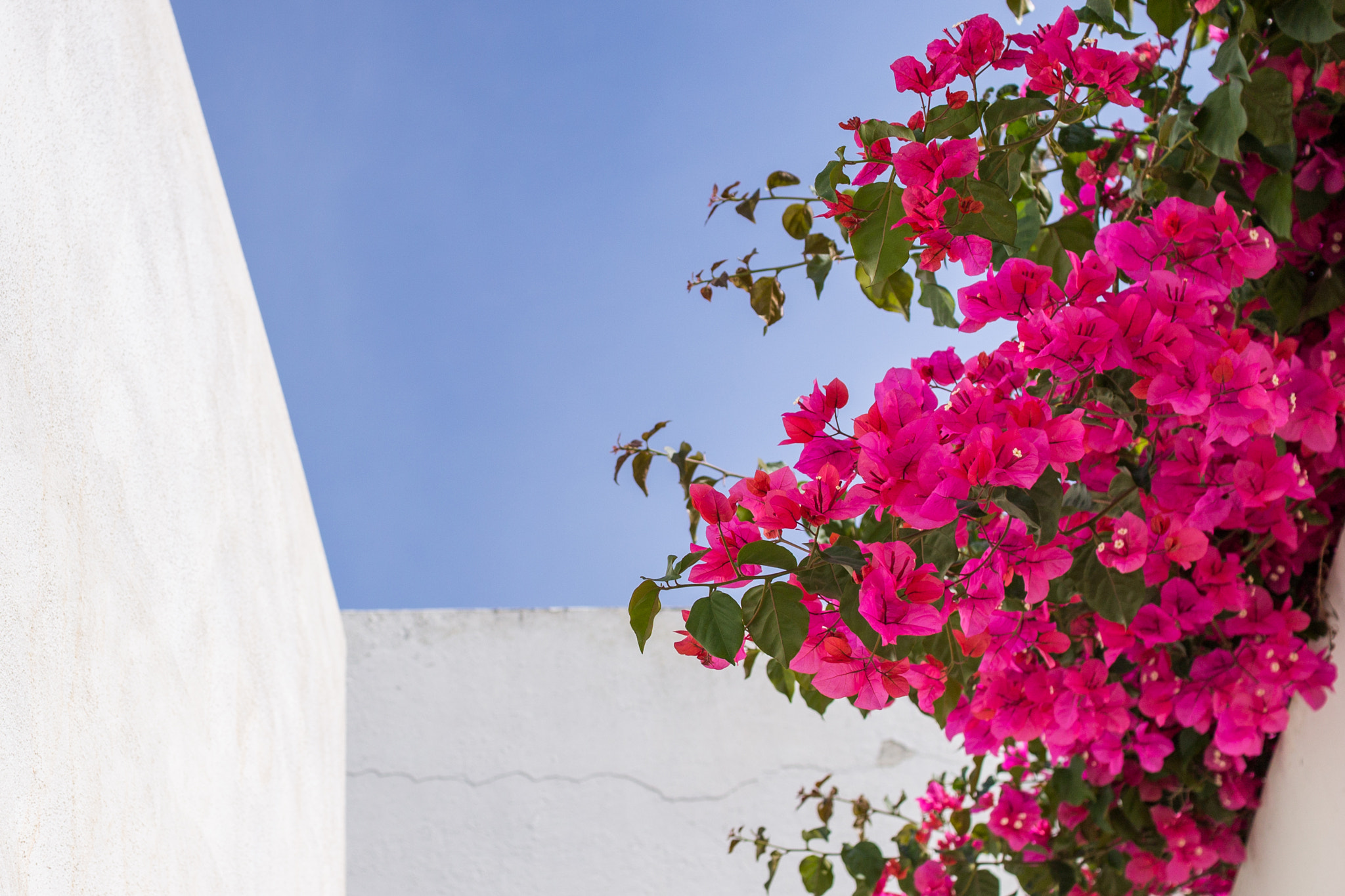 Sigma 30mm F1.4 EX DC HSM sample photo. Bougainvilla photography