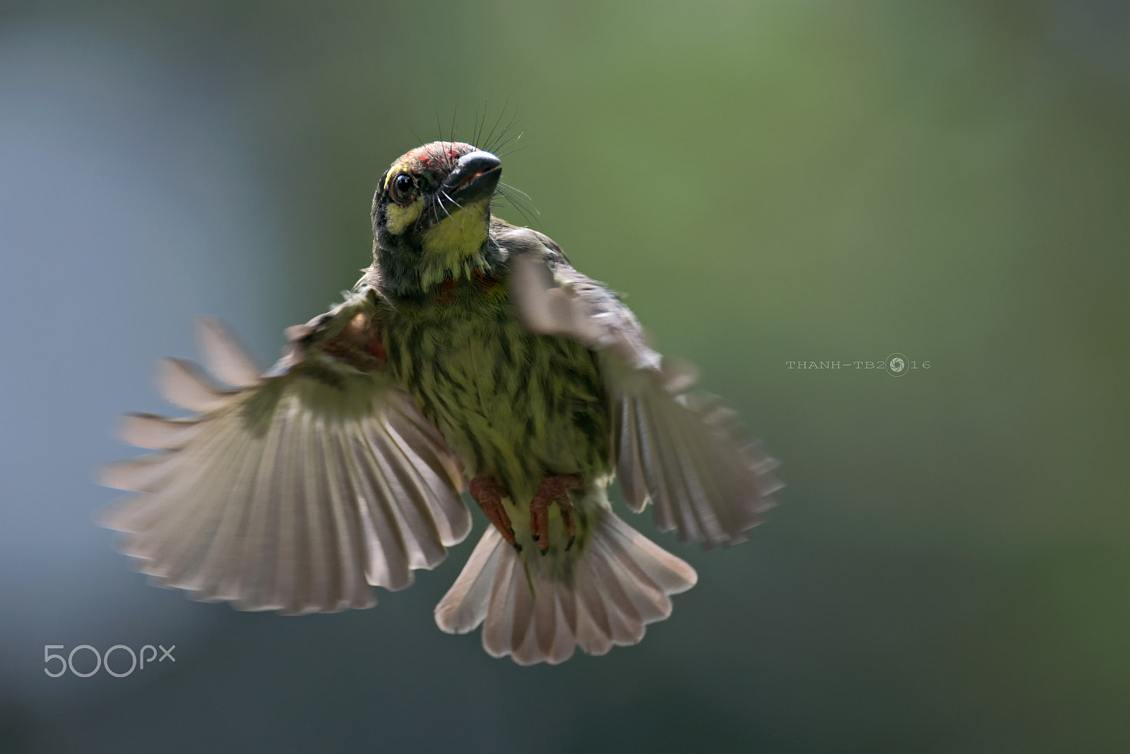 Nikon AF-S Nikkor 600mm F4D ED-IF II sample photo