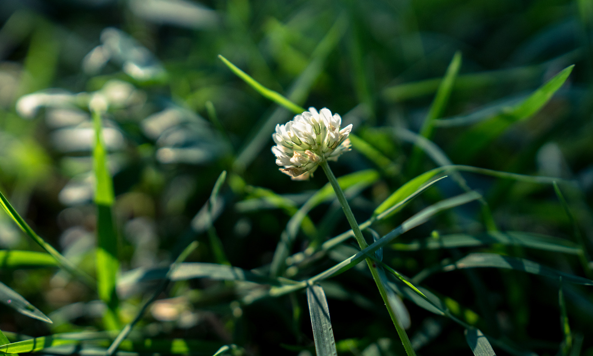 Sony a6300 + 18-35mm F1.8 DC HSM | Art 013 sample photo. In the light photography