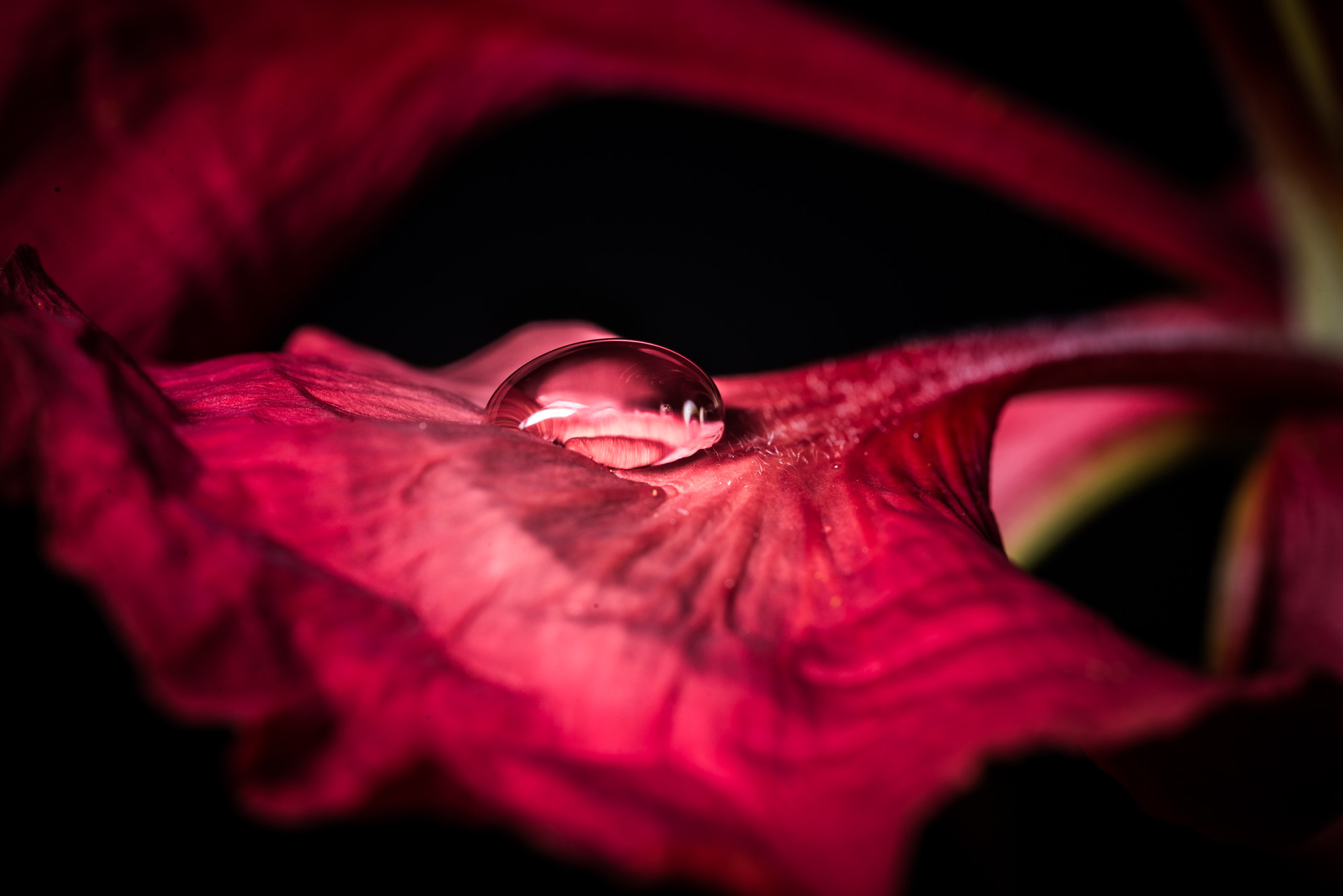 Sigma 150mm F2.8 EX DG OS Macro HSM sample photo. Hidden drop photography