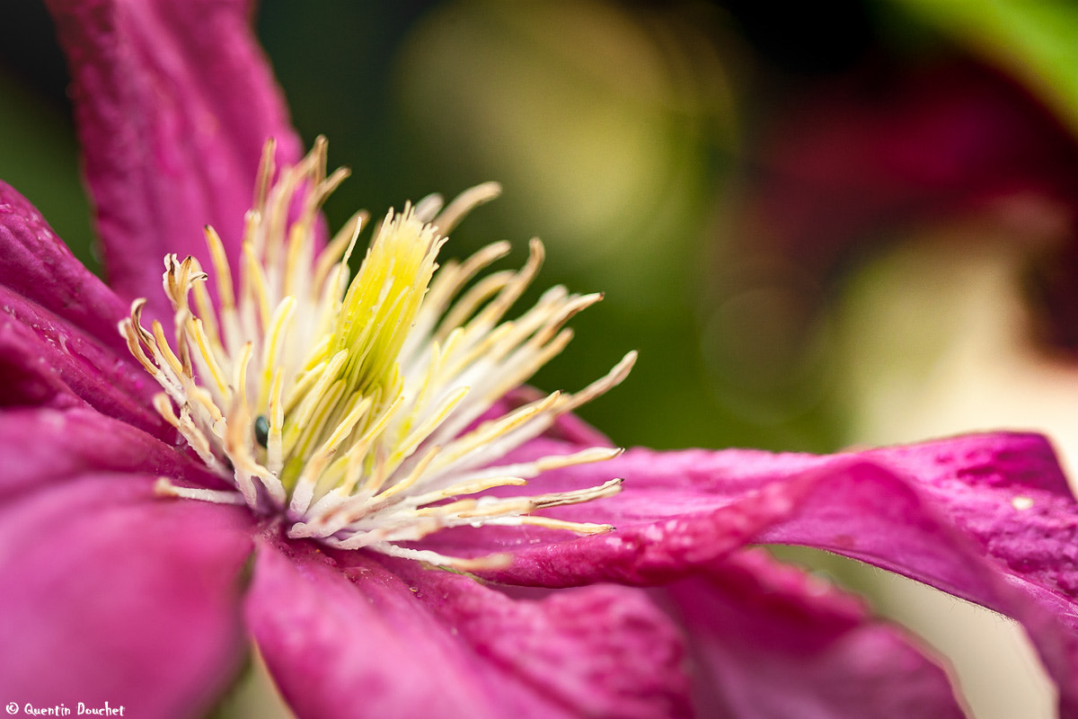 Canon EF 100mm F2.8 Macro USM sample photo. Fleur de clématite (clematis) photography