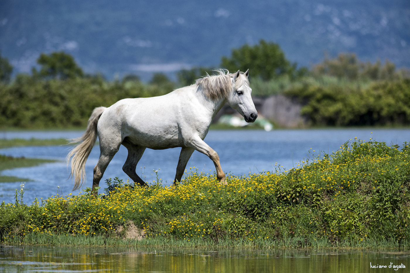 Nikon AF-S Nikkor 300mm F2.8G ED VR II sample photo. Horse camargue photography