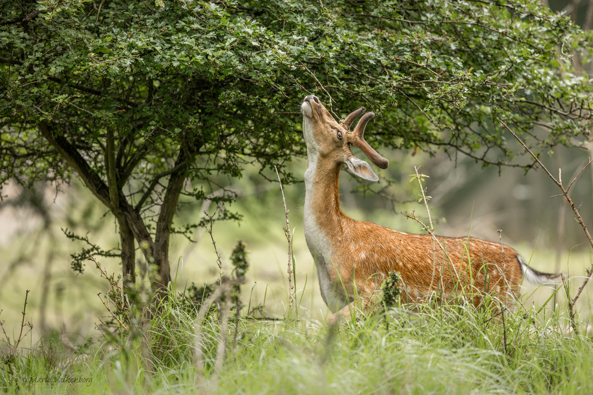 Canon EF 300mm F2.8L IS II USM sample photo. Fallow deer photography