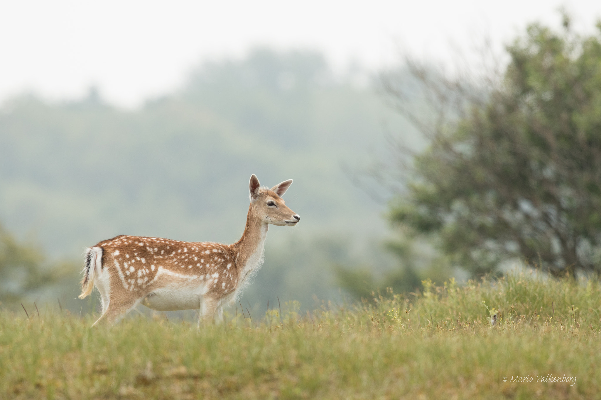 Canon EF 300mm F2.8L IS II USM sample photo. Fallow deer photography