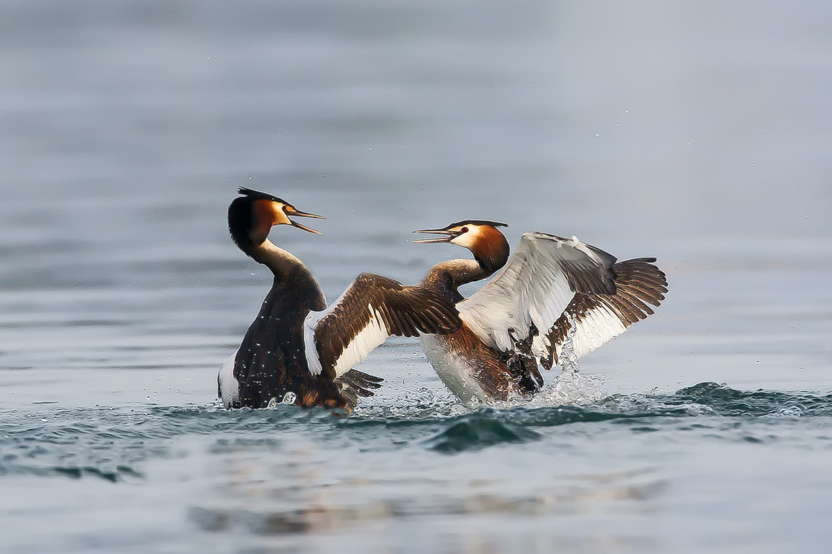 Canon EF 500mm F4L IS USM sample photo. Podiceps cristatus photography