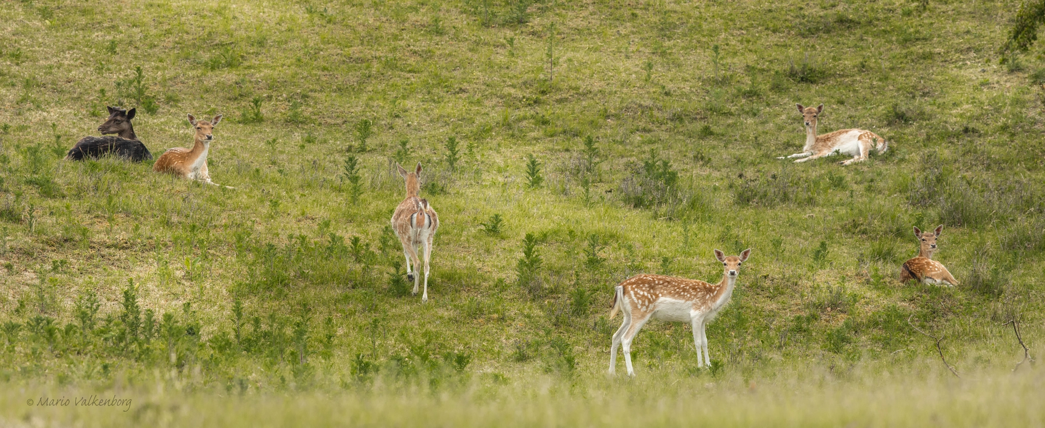 Canon EF 300mm F2.8L IS II USM sample photo. Fallow deer photography