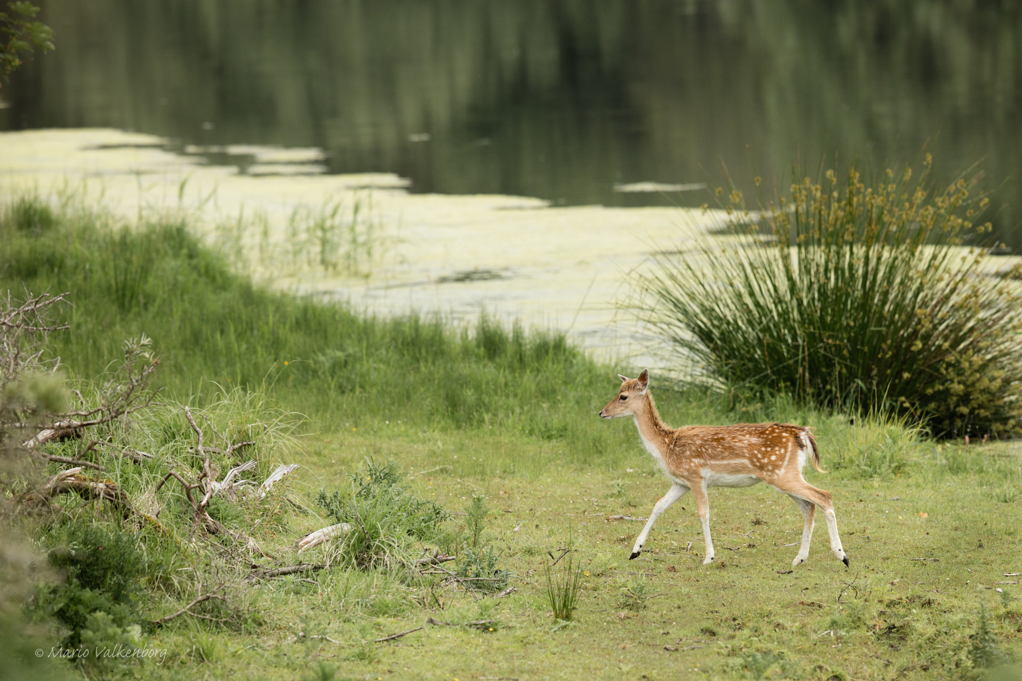 Canon EF 300mm F2.8L IS II USM sample photo. Fallow deer photography