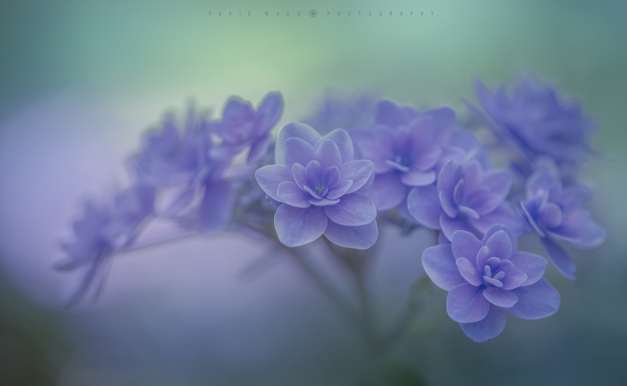 Tamron SP AF 180mm F3.5 Di LD (IF) Macro sample photo. *** photography