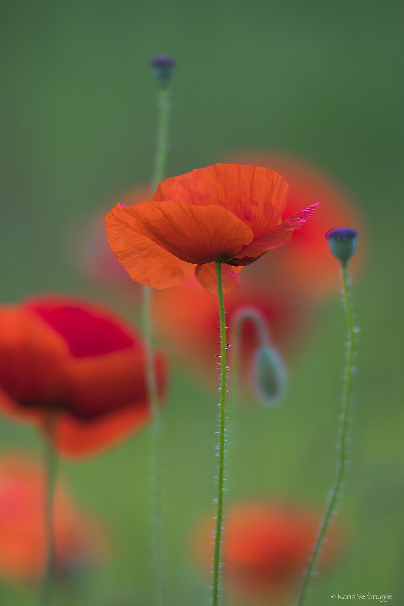 Sigma 120-400mm F4.5-5.6 DG OS HSM sample photo. Poppies photography