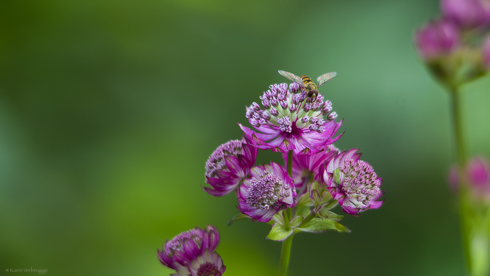 Sigma 120-400mm F4.5-5.6 DG OS HSM sample photo. Astrantia photography