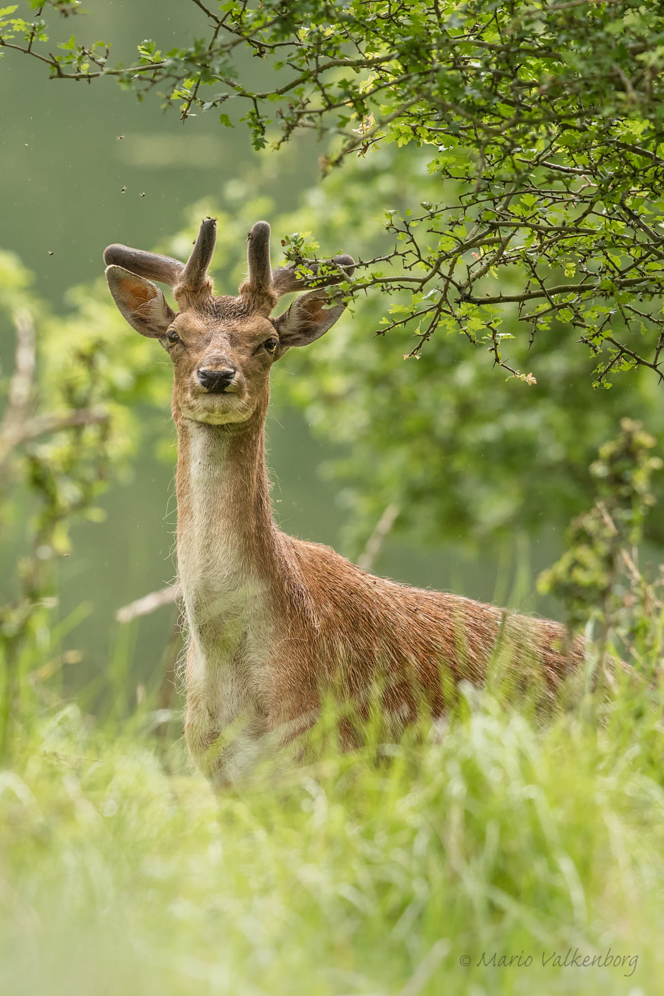 Canon EF 300mm F2.8L IS II USM sample photo. Fallow deer photography