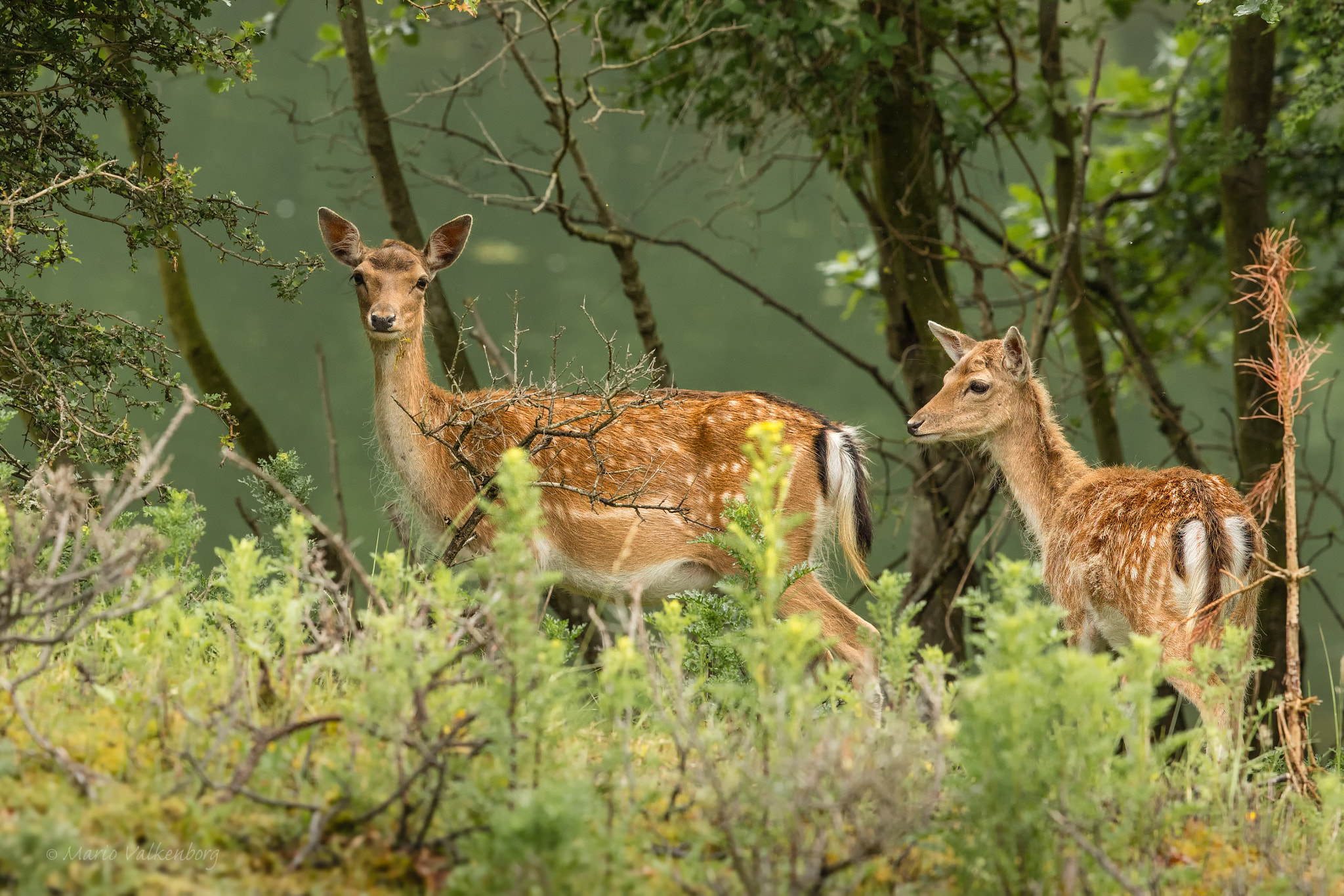 Canon EOS 5DS R + Canon EF 300mm F2.8L IS II USM sample photo. Fallow deer photography