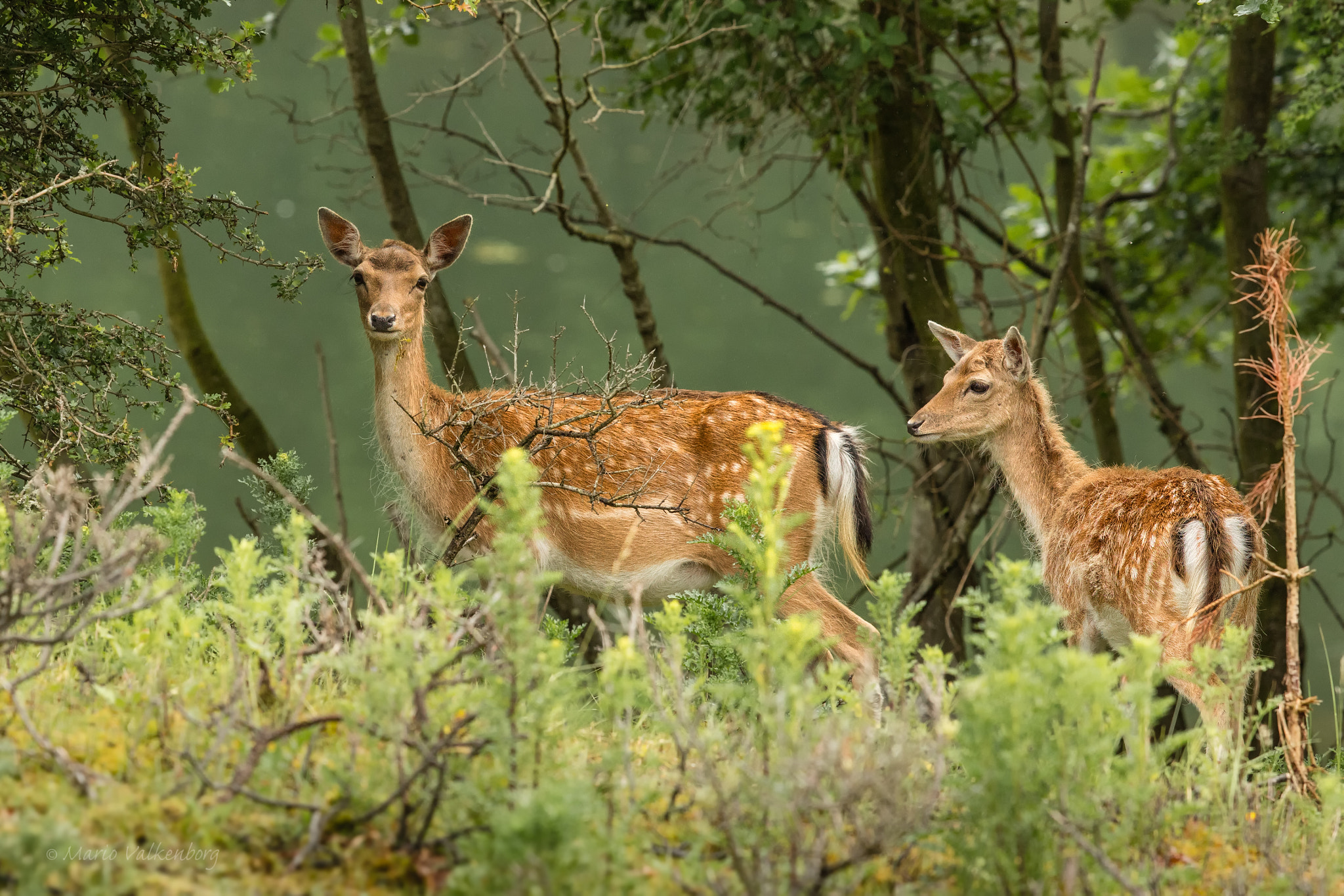 Canon EF 300mm F2.8L IS II USM sample photo. Fallow deer photography