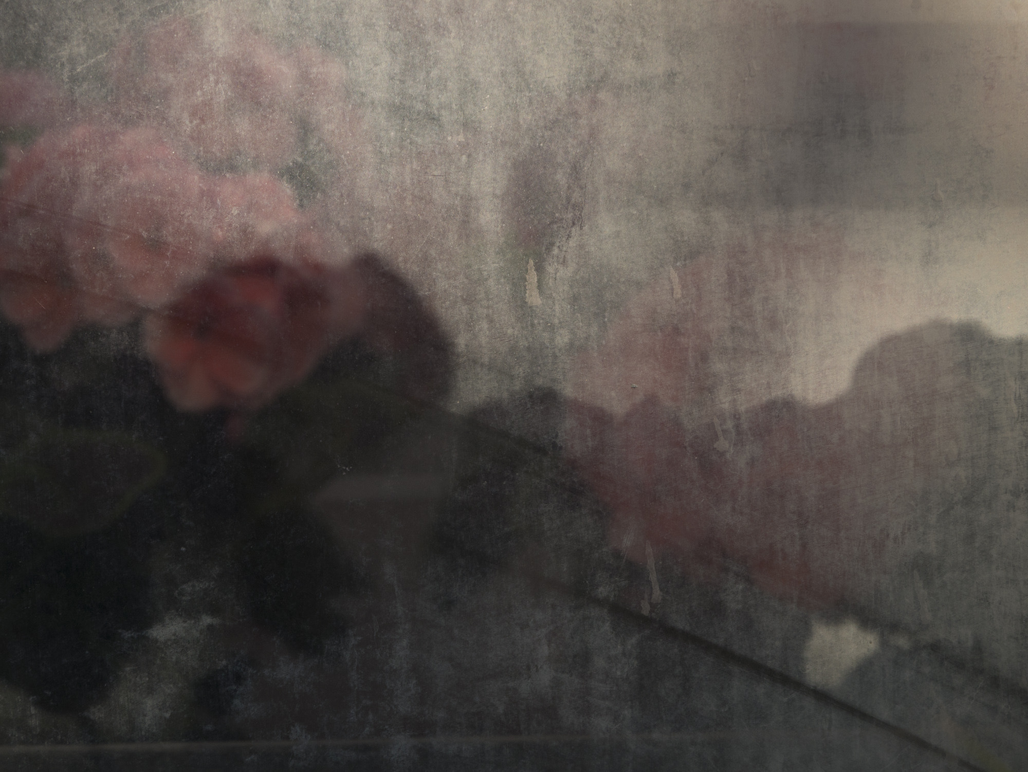 Panasonic Lumix DMC-GX7 sample photo. Hothouse red flowers photography