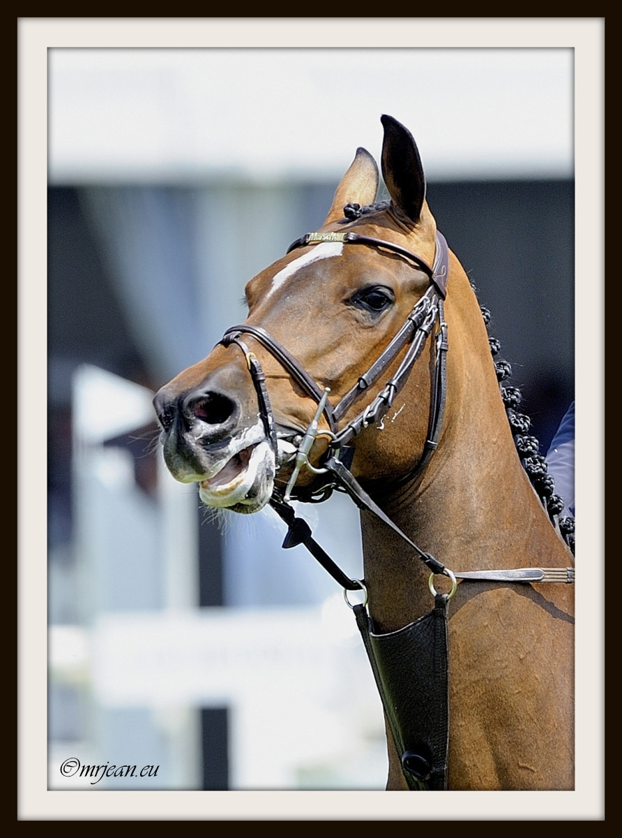 Nikon AF-S Nikkor 400mm F2.8E FL ED VR sample photo. Csi1 le quotidien reiser päedsdeeg 2016 photography