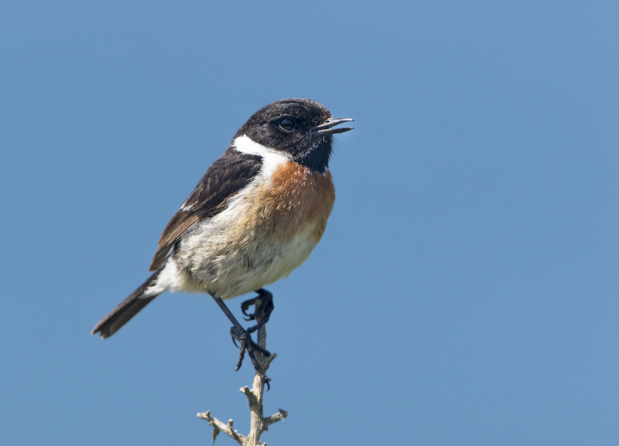 Canon EF 300mm F2.8L IS II USM sample photo. Stonechat photography