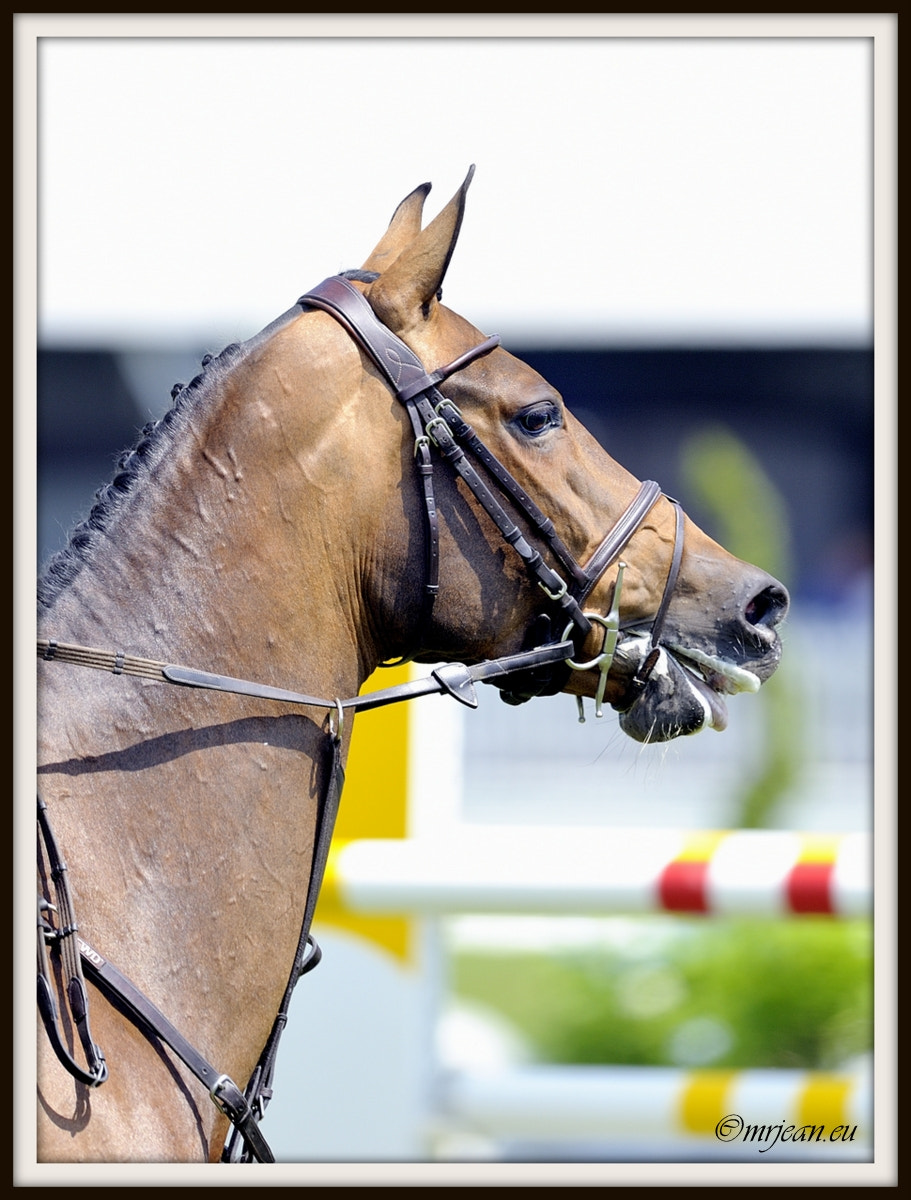 Nikon AF-S Nikkor 400mm F2.8E FL ED VR sample photo. Csi1 le quotidien reiser päedsdeeg 2016 photography