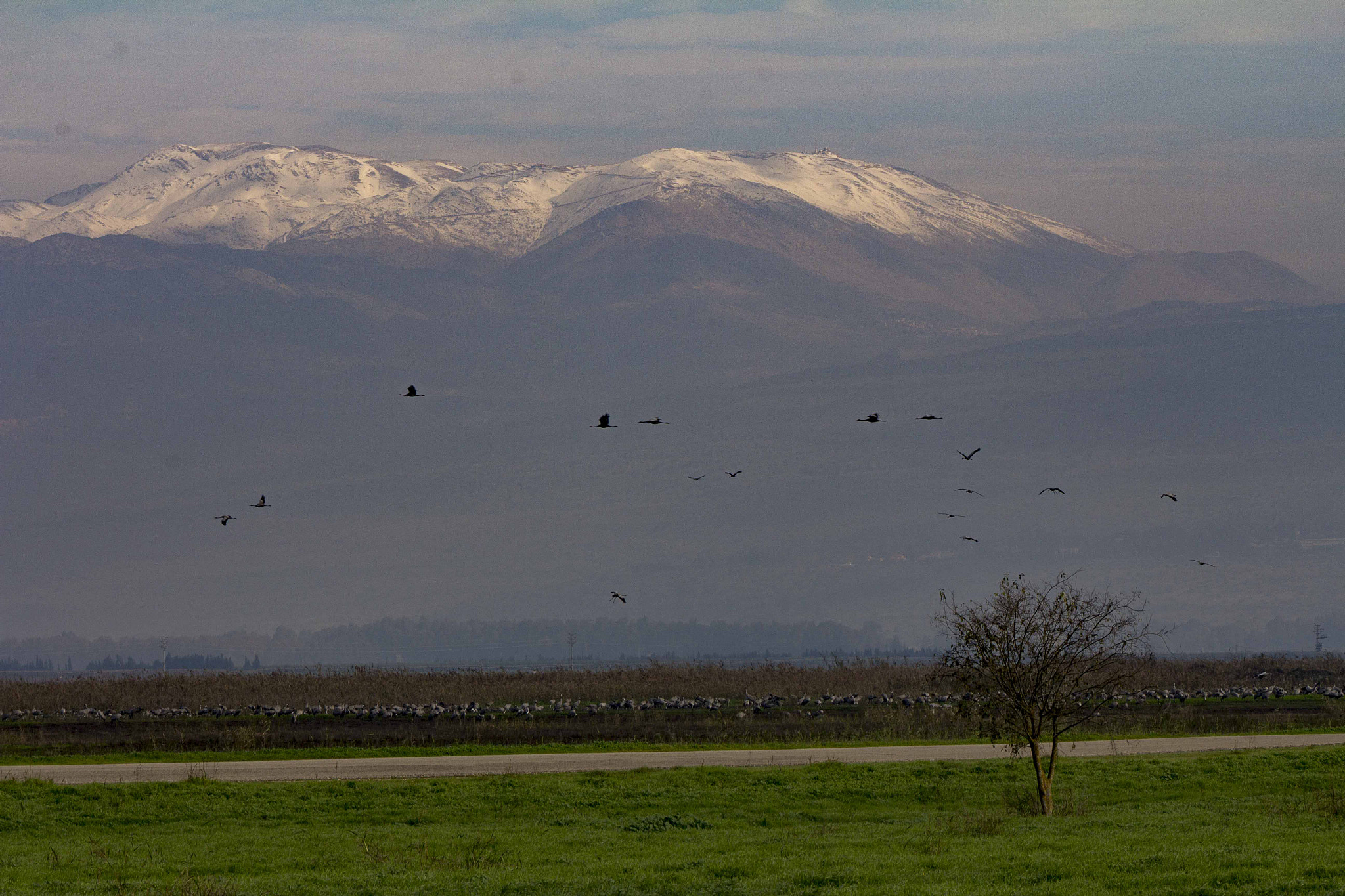 Canon EF 70-200mm F4L IS USM sample photo. Cranes flying ver the achula lake valley photography