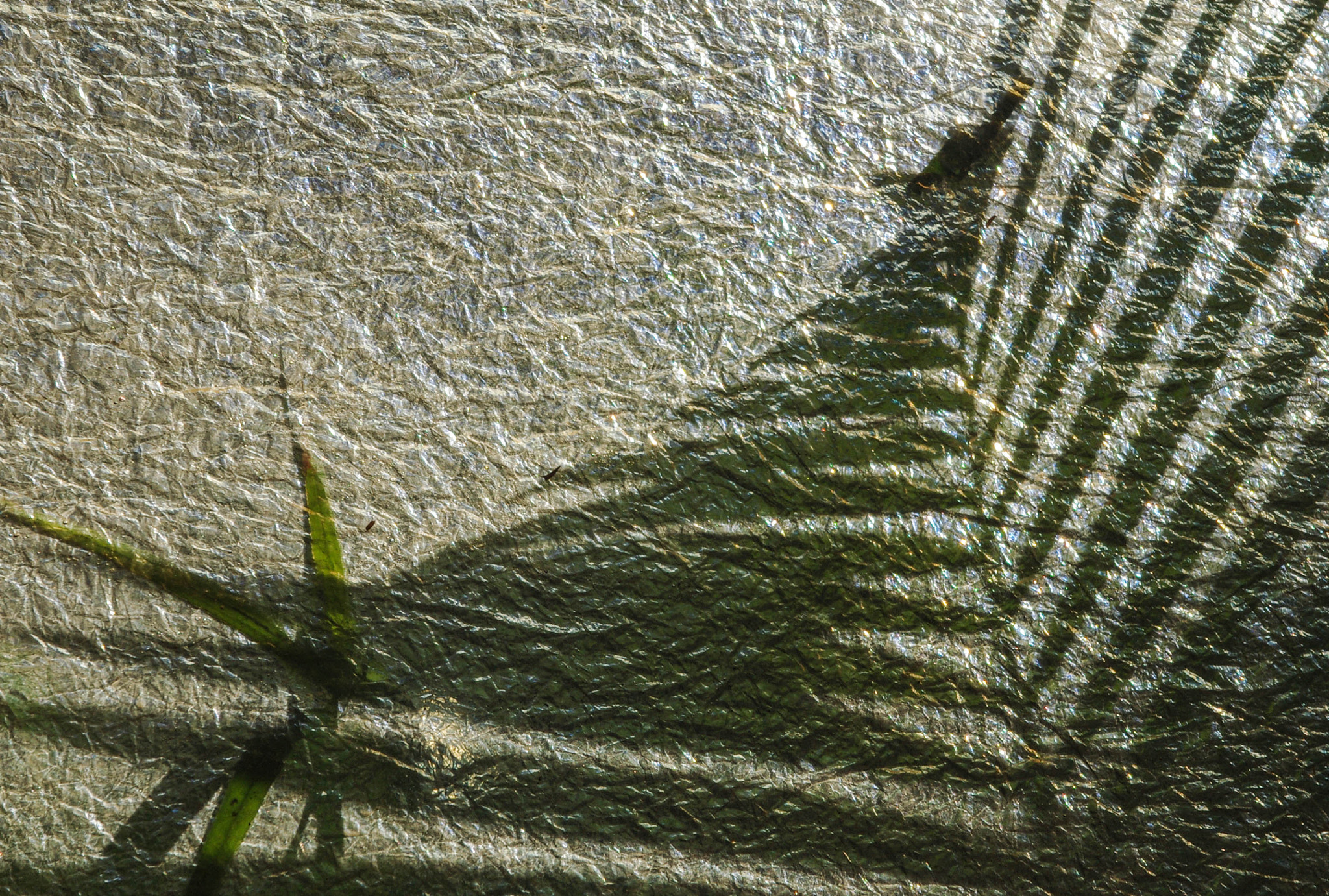 Pentax K200D + Sigma sample photo. Alter ego 2 photography