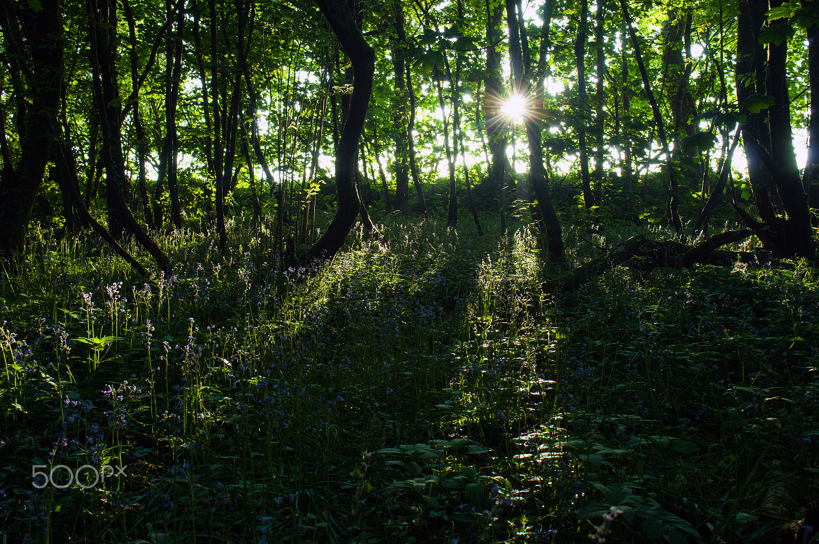 Nikon D2X sample photo. Blue bells in the evening light photography
