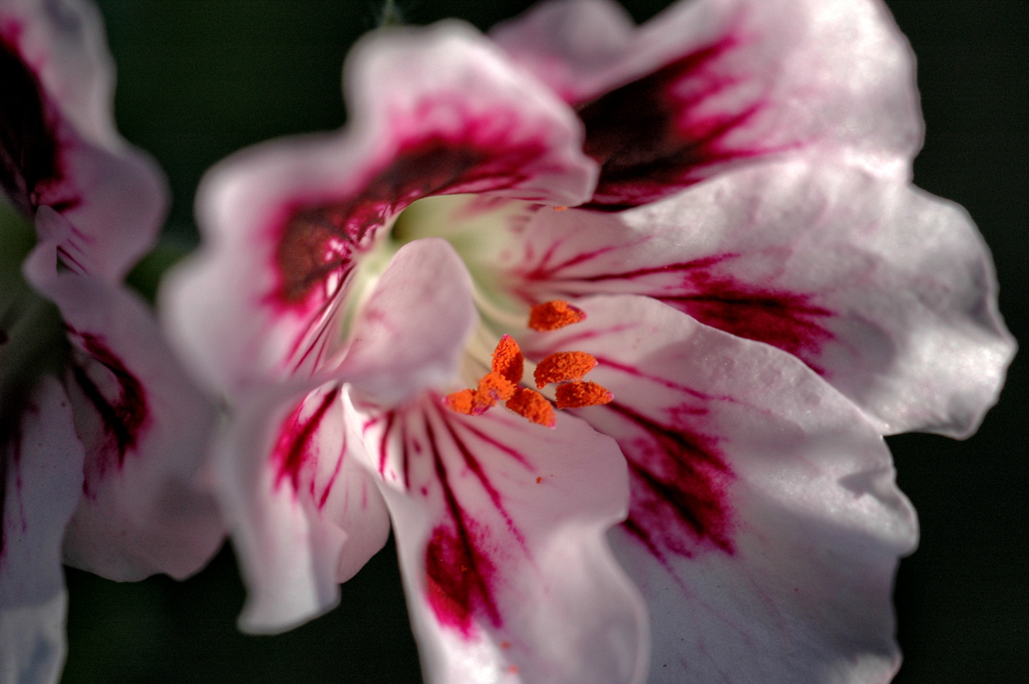 Nikon D70s + Sigma Macro 90mm F2.8 sample photo. A photography