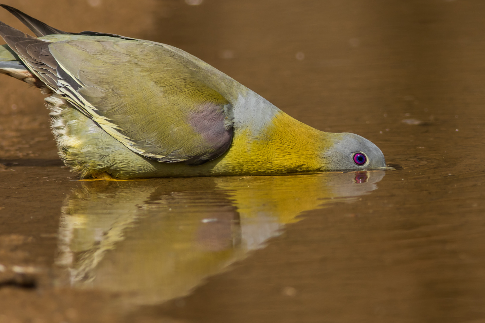 Canon EOS 7D Mark II + Canon EF 400mm F5.6L USM sample photo. Yellow footed green pigeon photography