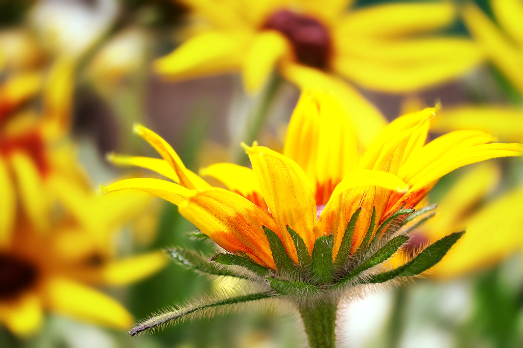 Canon EF 50mm F2.5 Macro sample photo. On the front photography