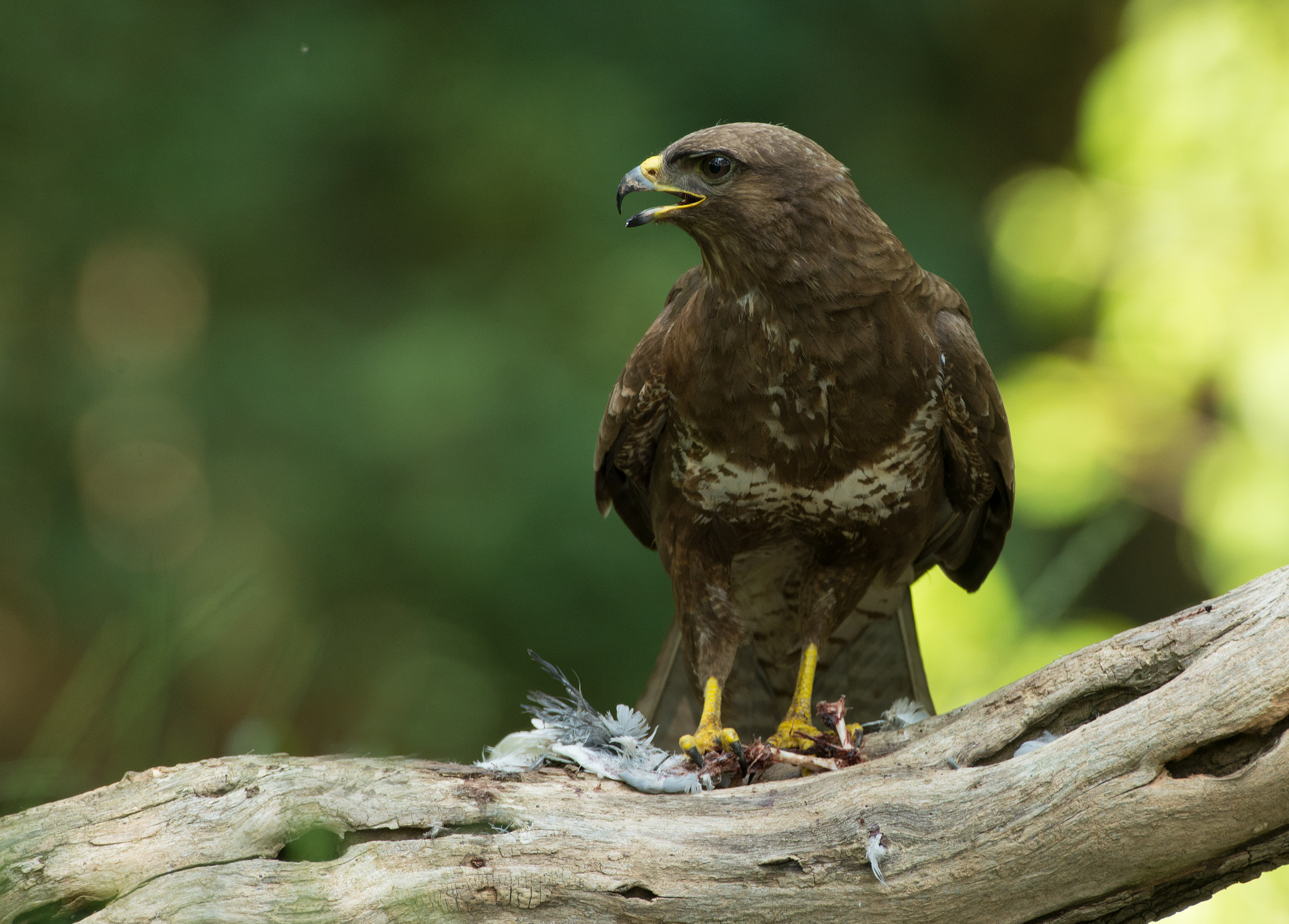 Nikon D600 + Nikon AF-S Nikkor 600mm F4G ED VR sample photo. Buizerd photography