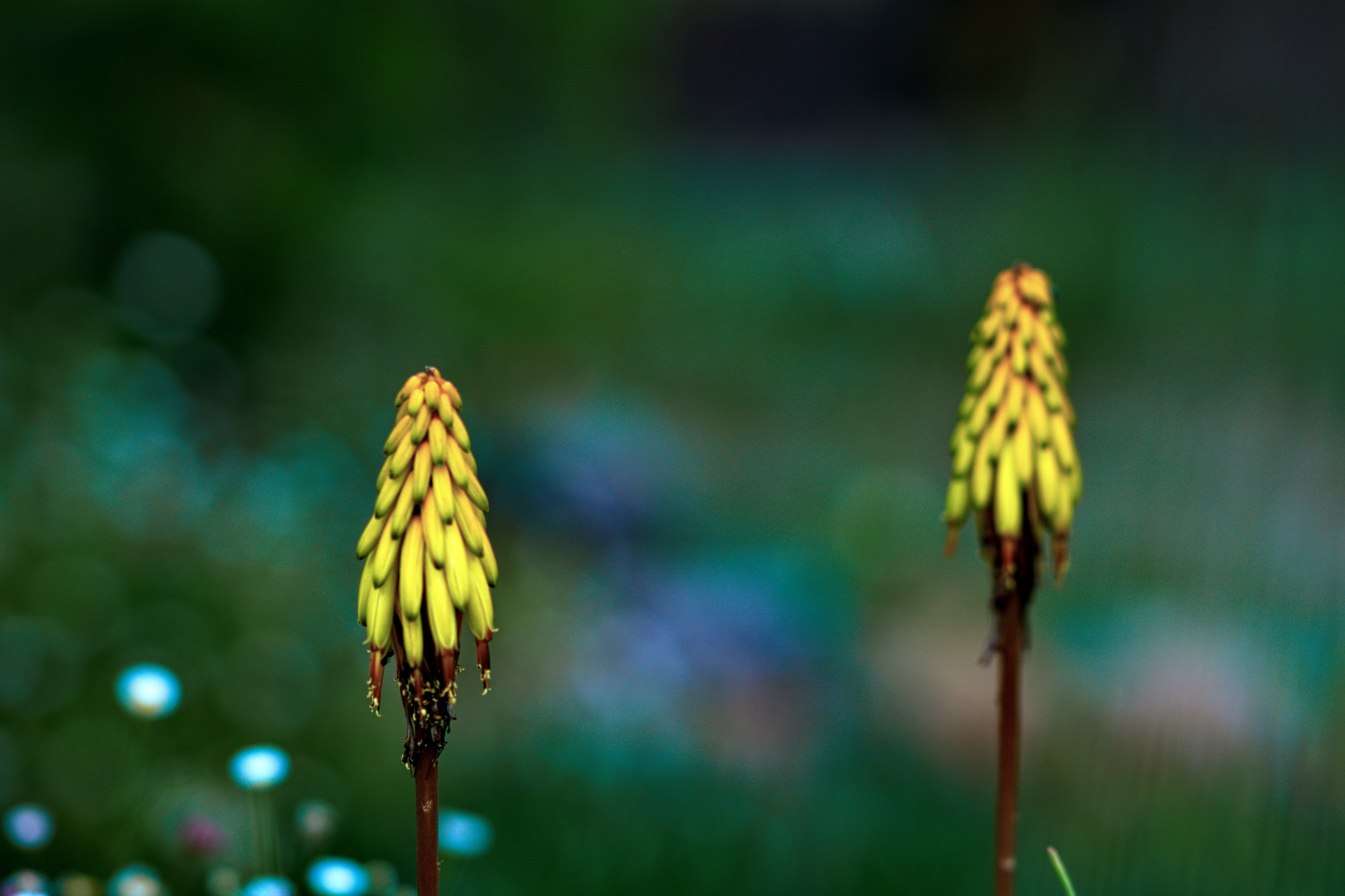 Sony Sonnar T* 135mm F1.8 ZA sample photo. B photography