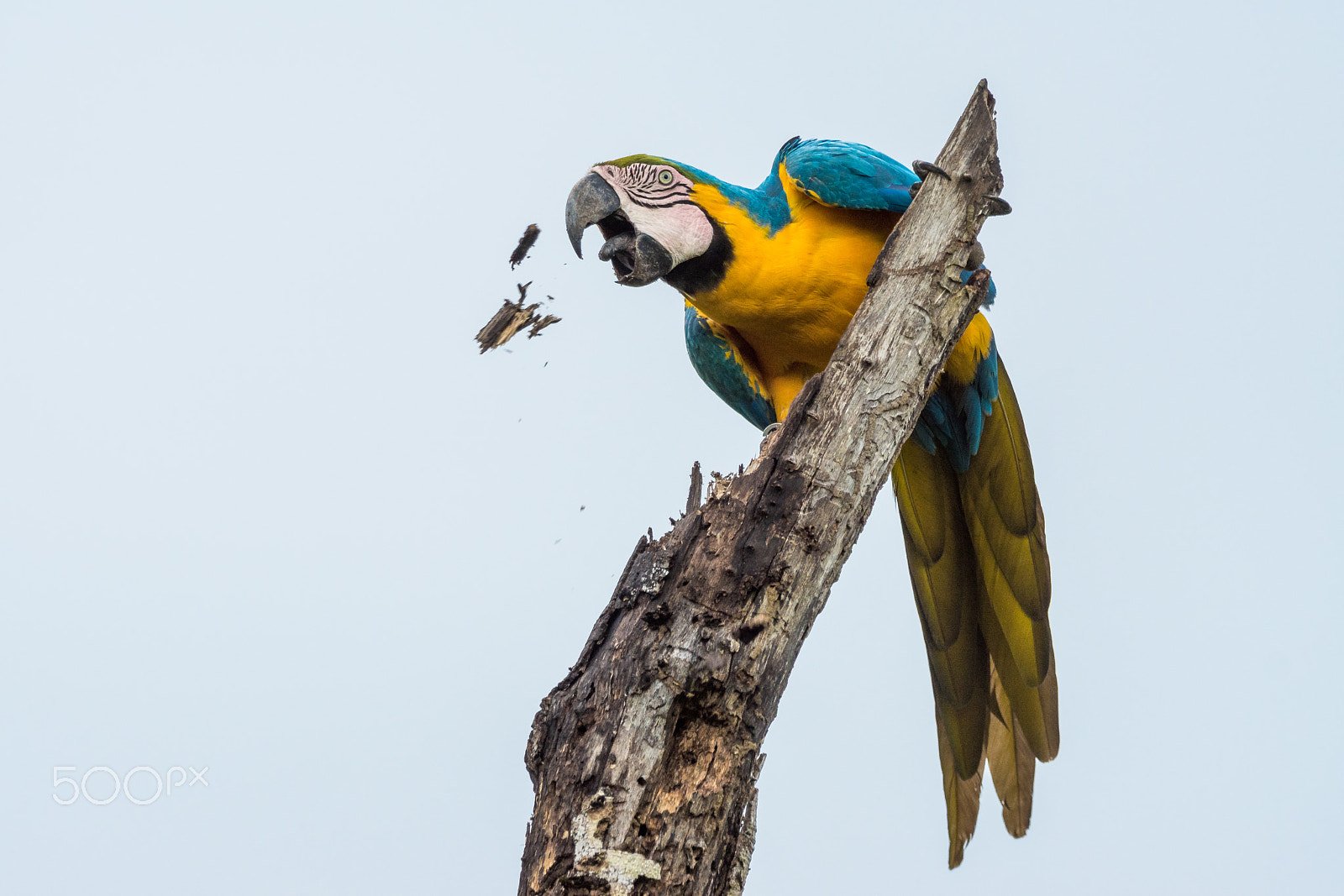 Sony ILCA-77M2 sample photo. Macaw action photography