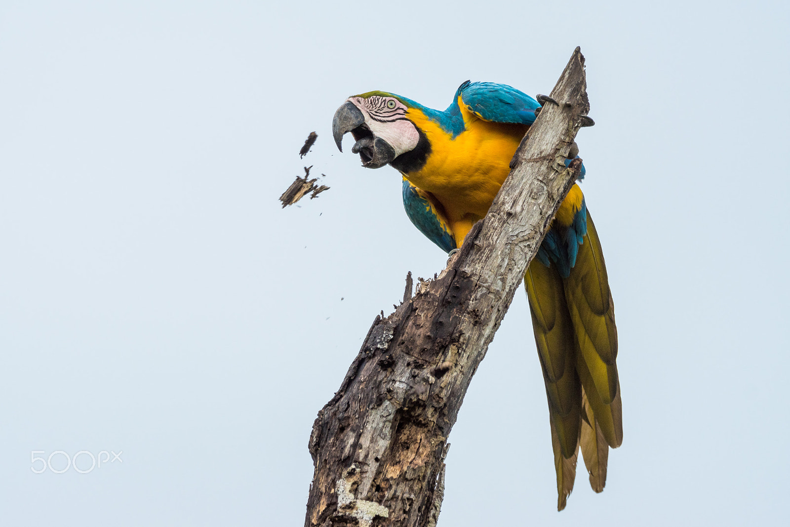 Sony ILCA-77M2 + Sony 70-400mm F4-5.6 G SSM sample photo. Macaw action photography