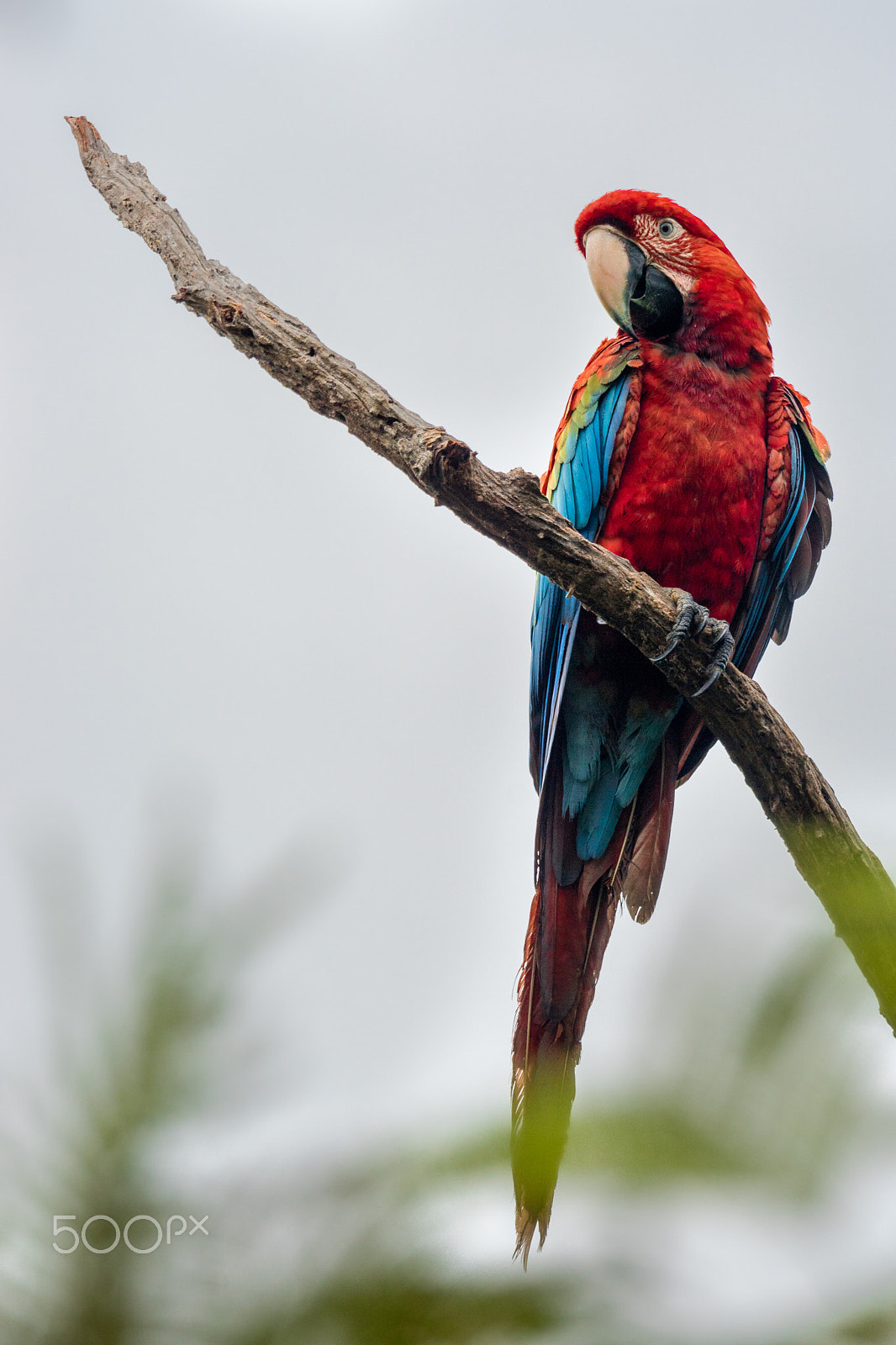 Sony ILCA-77M2 + Sony 70-400mm F4-5.6 G SSM sample photo. Ara chloropterus photography