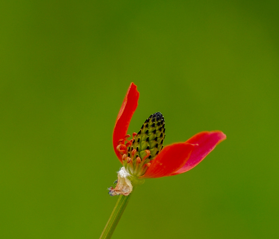 Pentax K20D + smc PENTAX-FA Macro 100mm F2.8 sample photo. Red photography