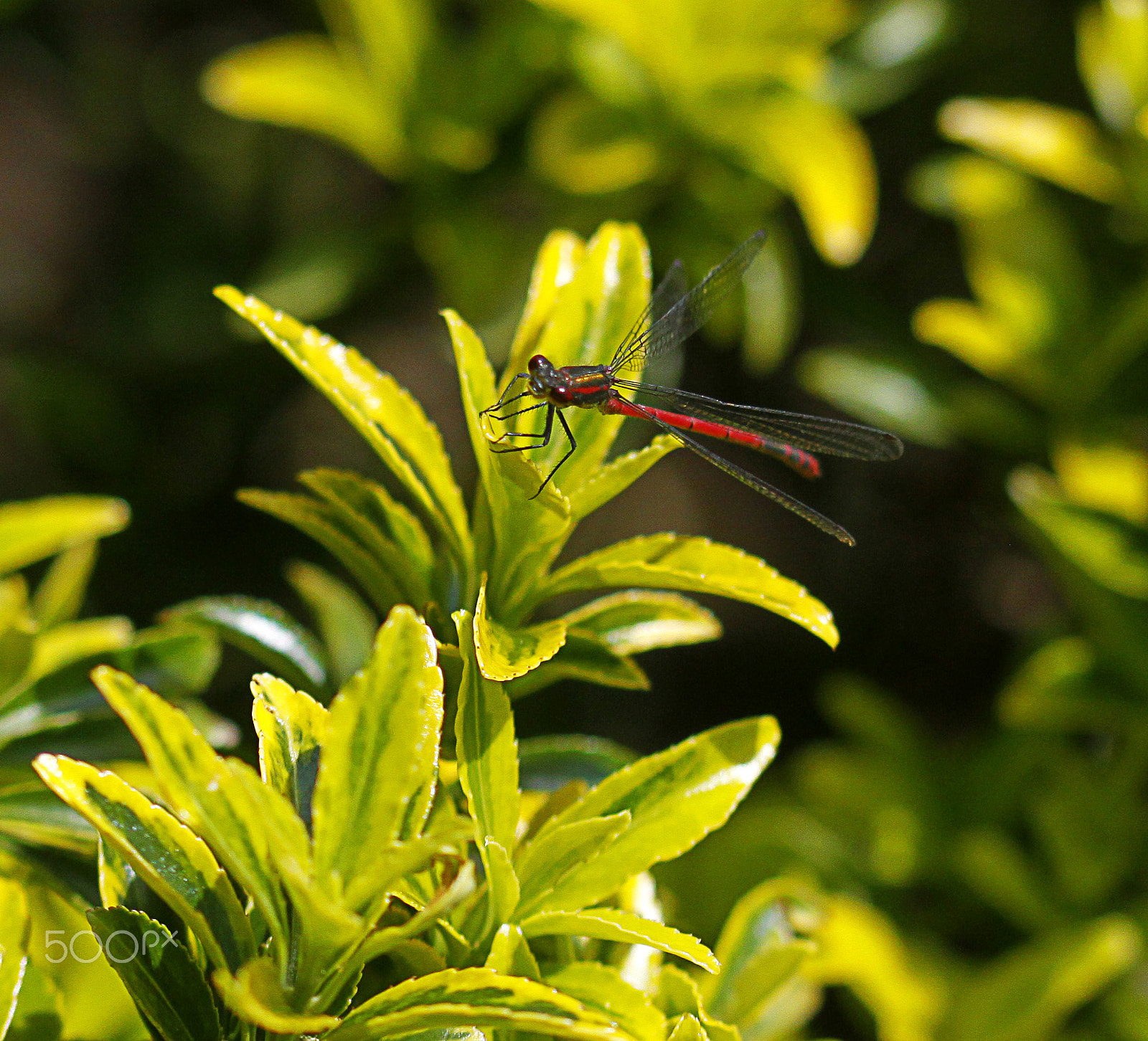 Sigma 105mm F2.8 EX DG OS HSM sample photo. Damsel fly photography