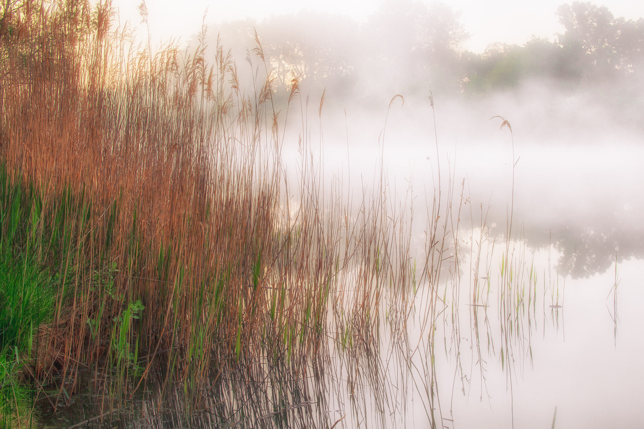 Olympus M.Zuiko Digital 25mm F1.8 sample photo. A cold morning in the reeds photography